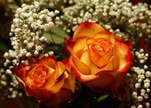 The Aesthetics of Yellow Roses with Red Tips