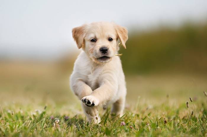 puppies for sale near messfs