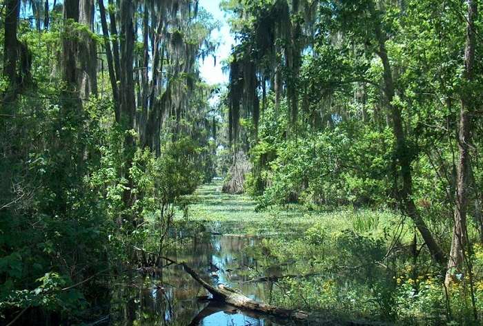 louisiana swamp